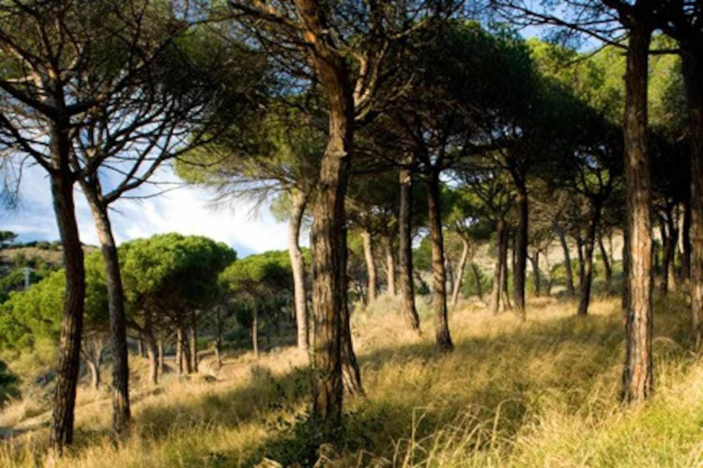 Ca Landreu Ecoturisme Villa Tiana Exteriör bild